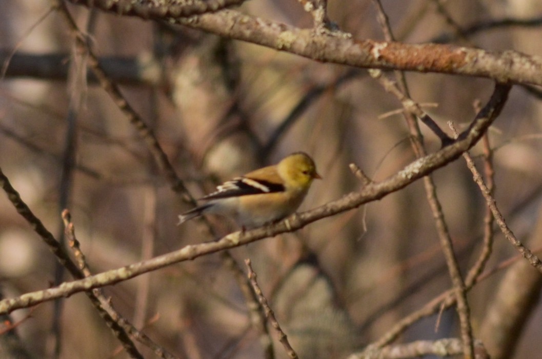 Altın İskete - ML213289561