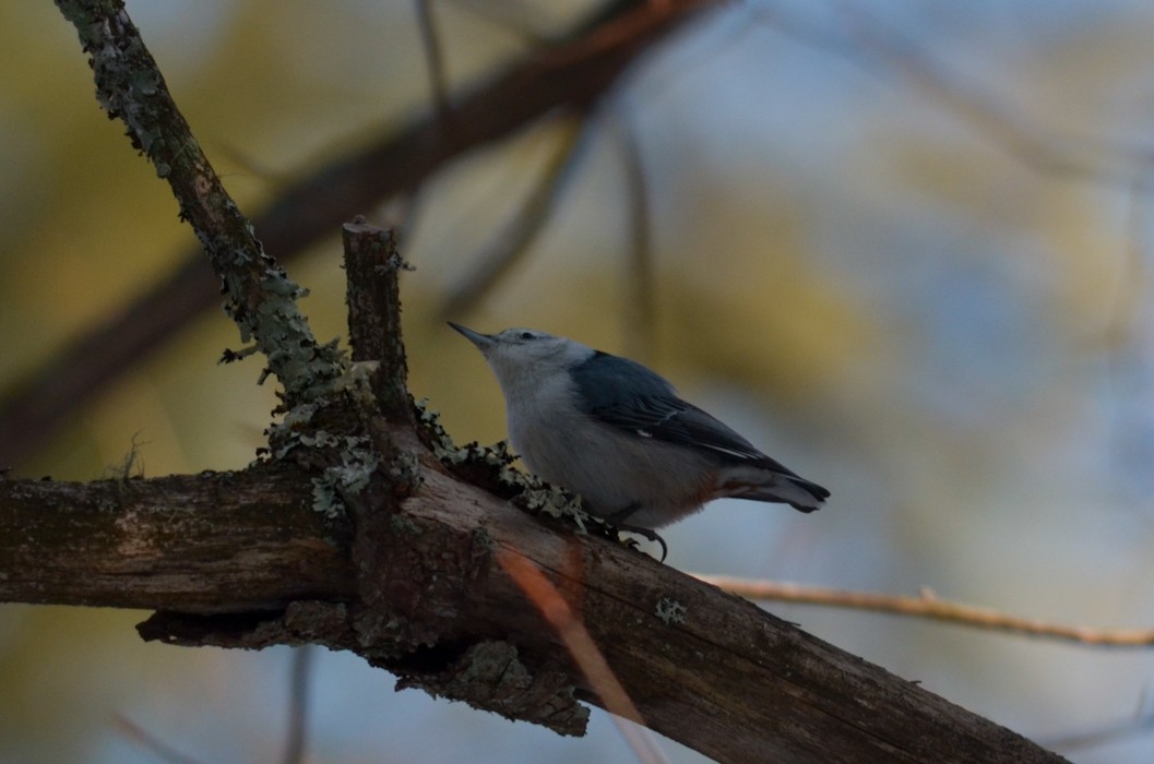 Beyaz Göğüslü Sıvacı - ML213289621