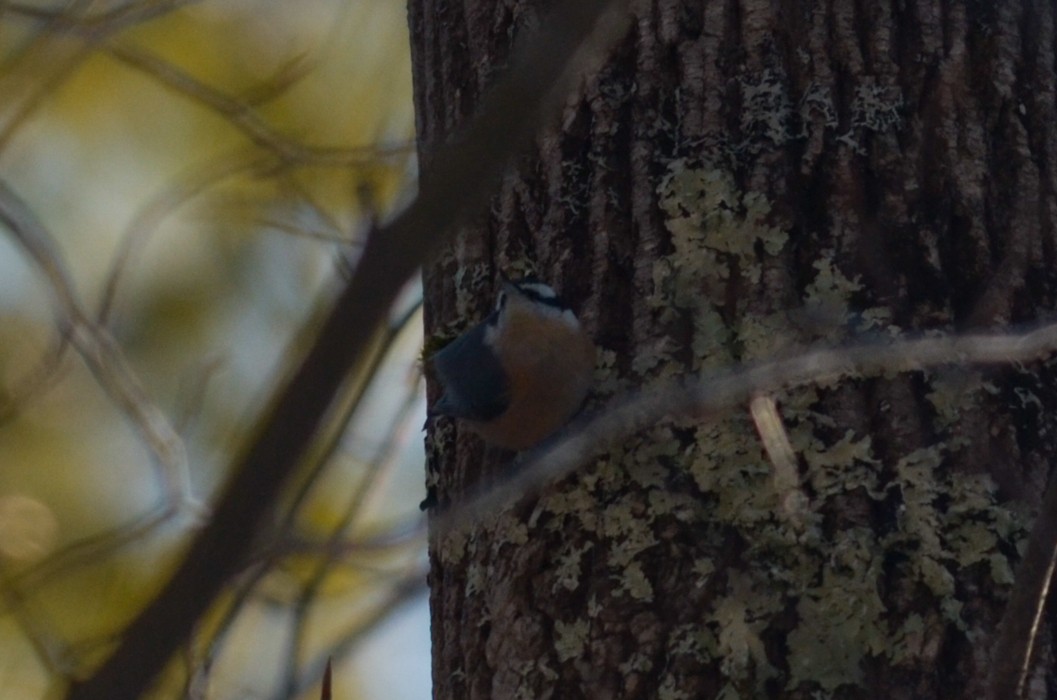 Kanada Sıvacısı - ML213289681