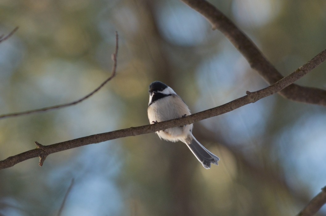 Amerika Baştankarası - ML213289741