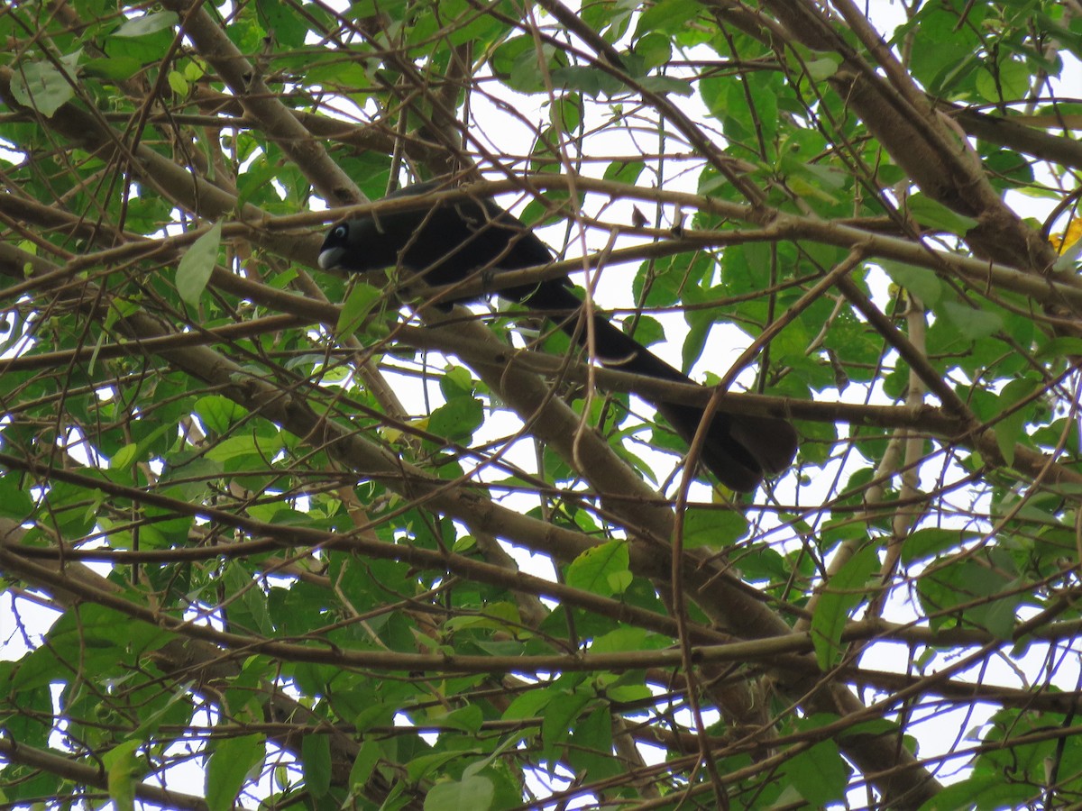 Racket-tailed Treepie - ML213291071