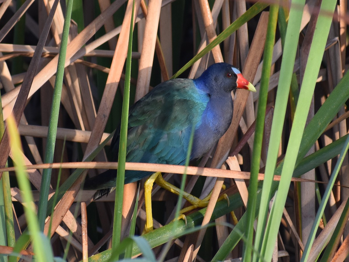 Purple Gallinule - John Lorenc