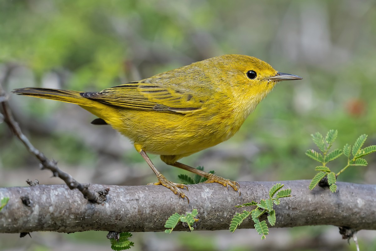 Northern/Mangrove Yellow Warbler - ML213292031