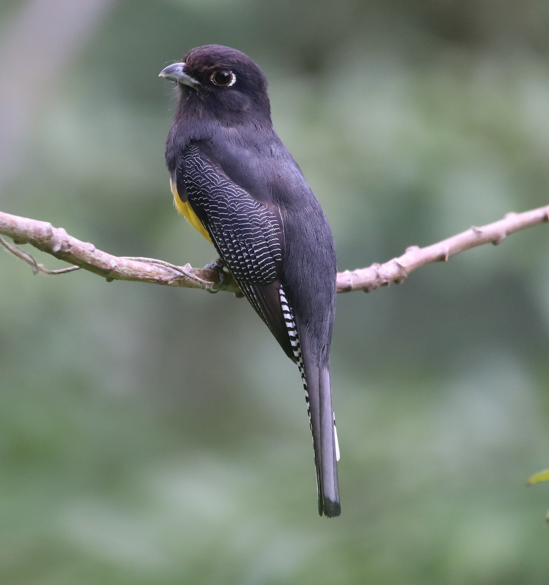 Gartered Trogon - ML213292241