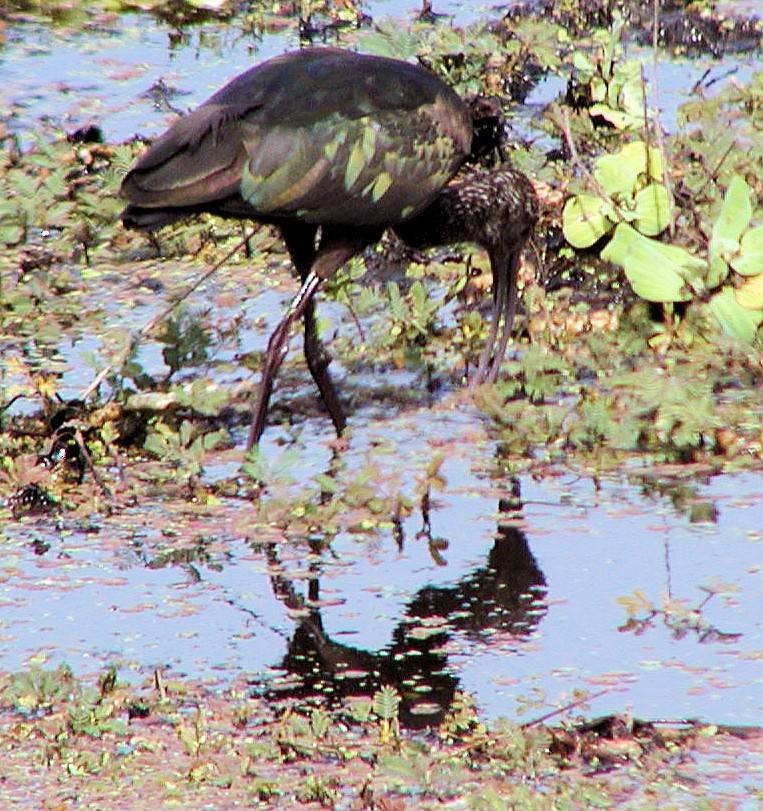 White-faced Ibis - ML213295491