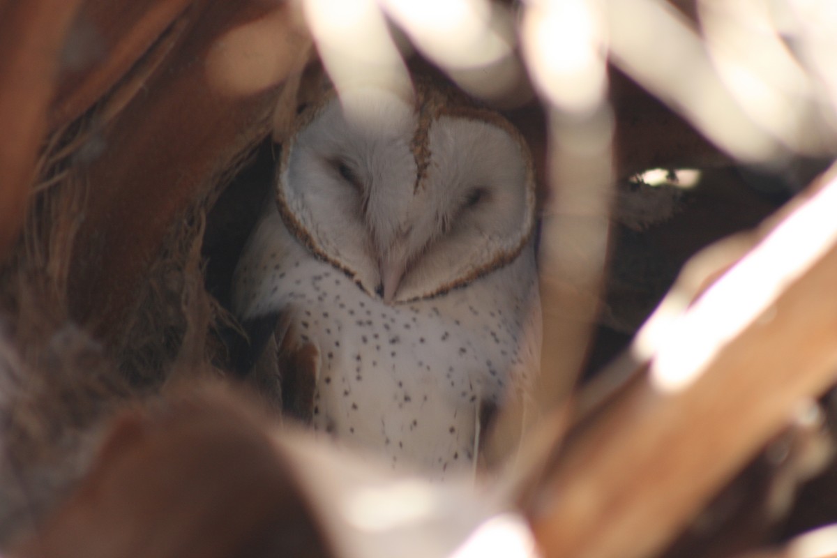 Barn Owl - ML213298471