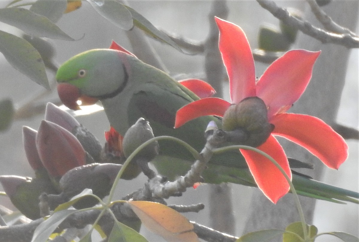 Alexandrine Parakeet - ML213298861