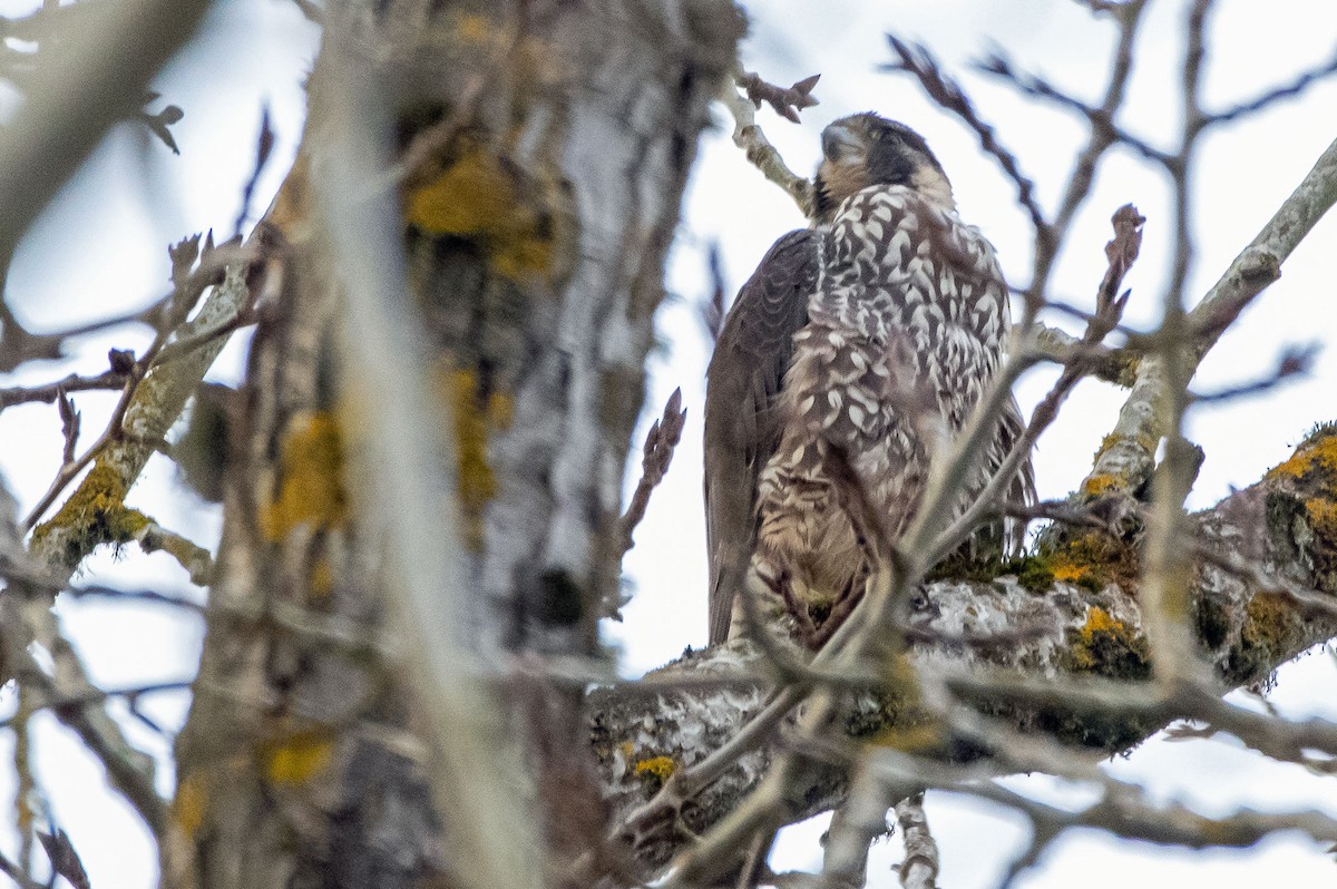 Halcón Peregrino - ML213299931