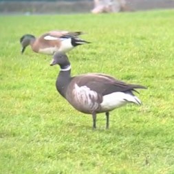 Хар толгойт галуу - ML213301691