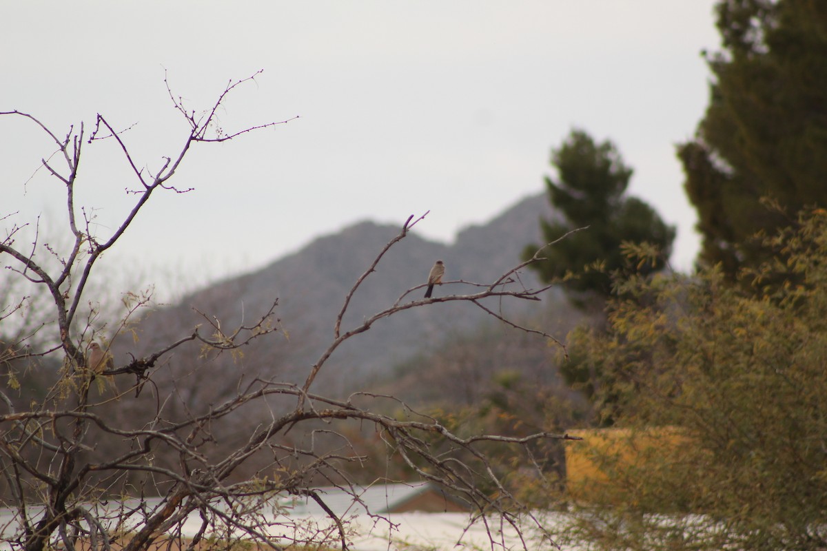 Say's Phoebe - Eliseo Moreno