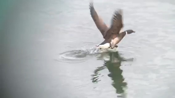 Хар толгойт галуу - ML213301721