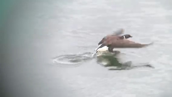 Хар толгойт галуу - ML213301731