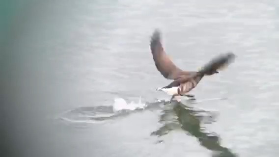 Хар толгойт галуу - ML213301741