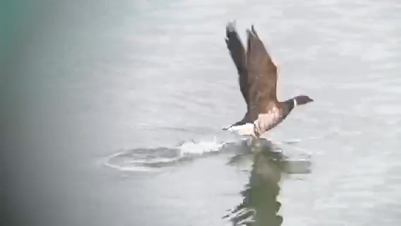 Хар толгойт галуу - ML213301751