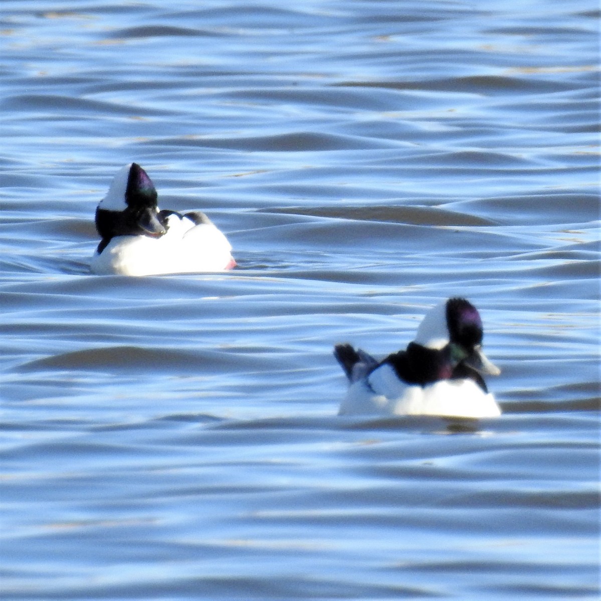 Bufflehead - ML213302161