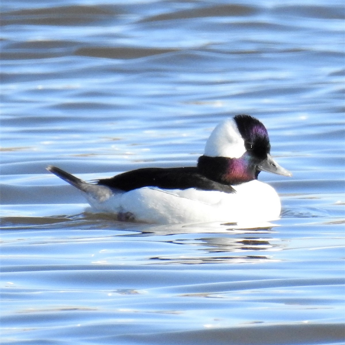 Bufflehead - ML213302181