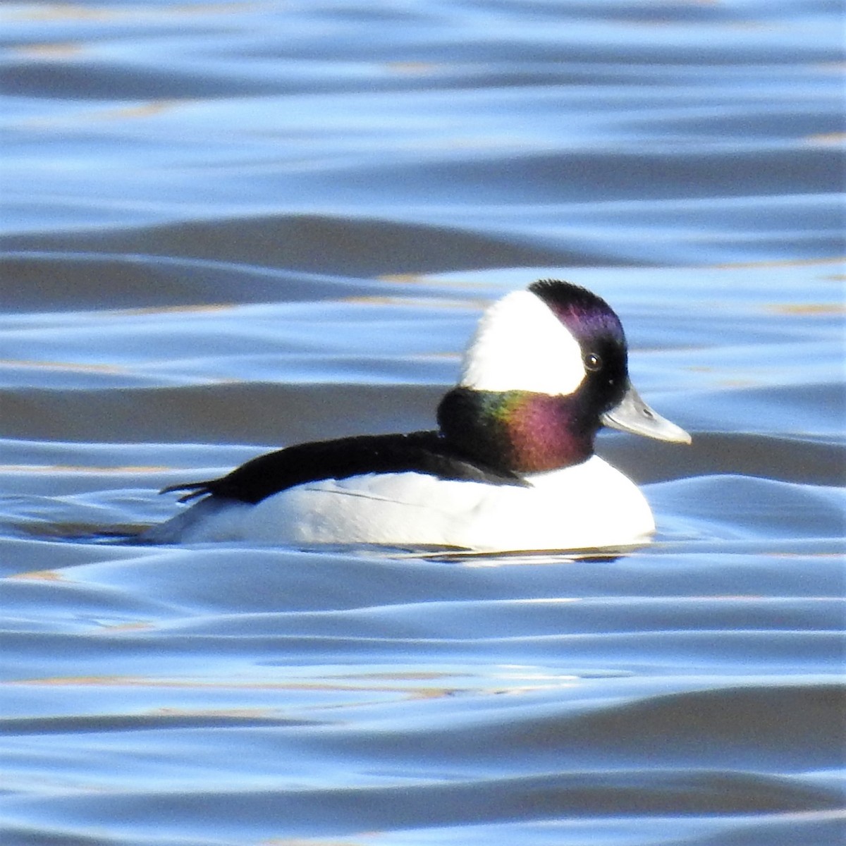 Bufflehead - ML213302201