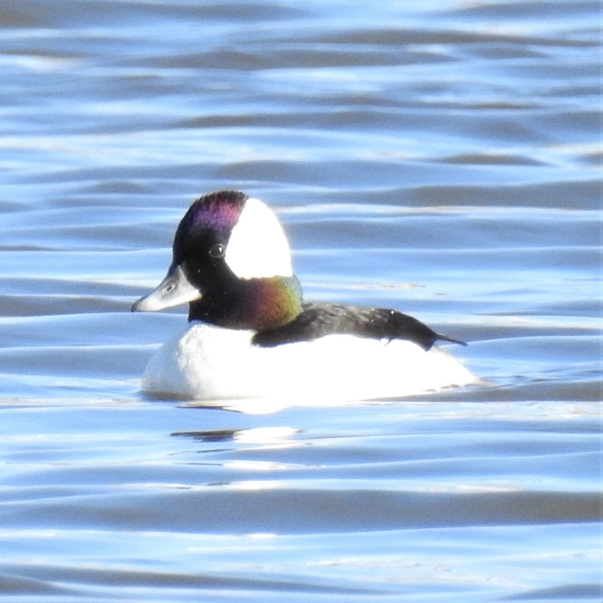 Bufflehead - Chipper Phillips