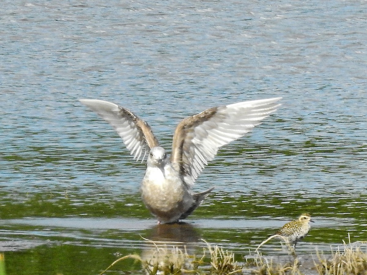 Gaviota de Kamchatka - ML213303911