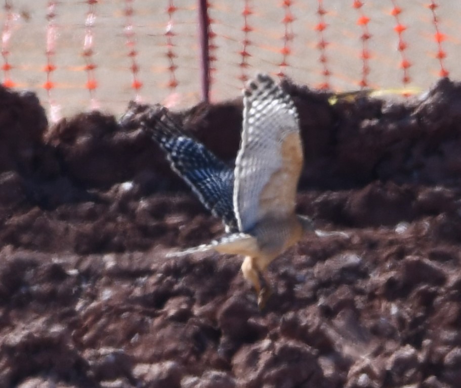 Red-shouldered Hawk - ML213304891