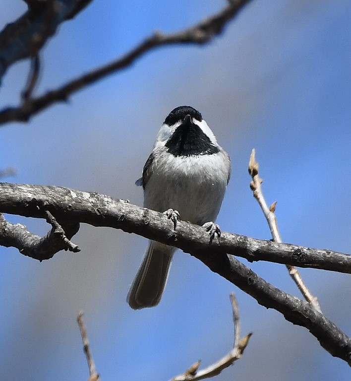 Carolina Chickadee - ML213304901