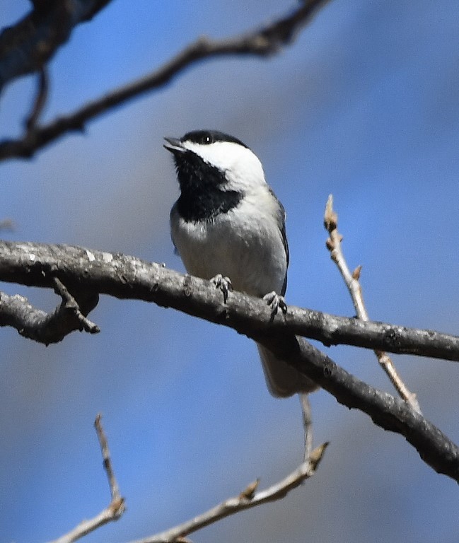 Carolina Chickadee - ML213304911