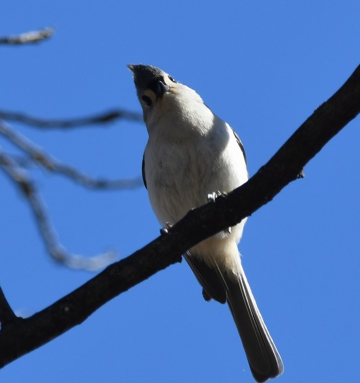 Tufted Titmouse - ML213304951