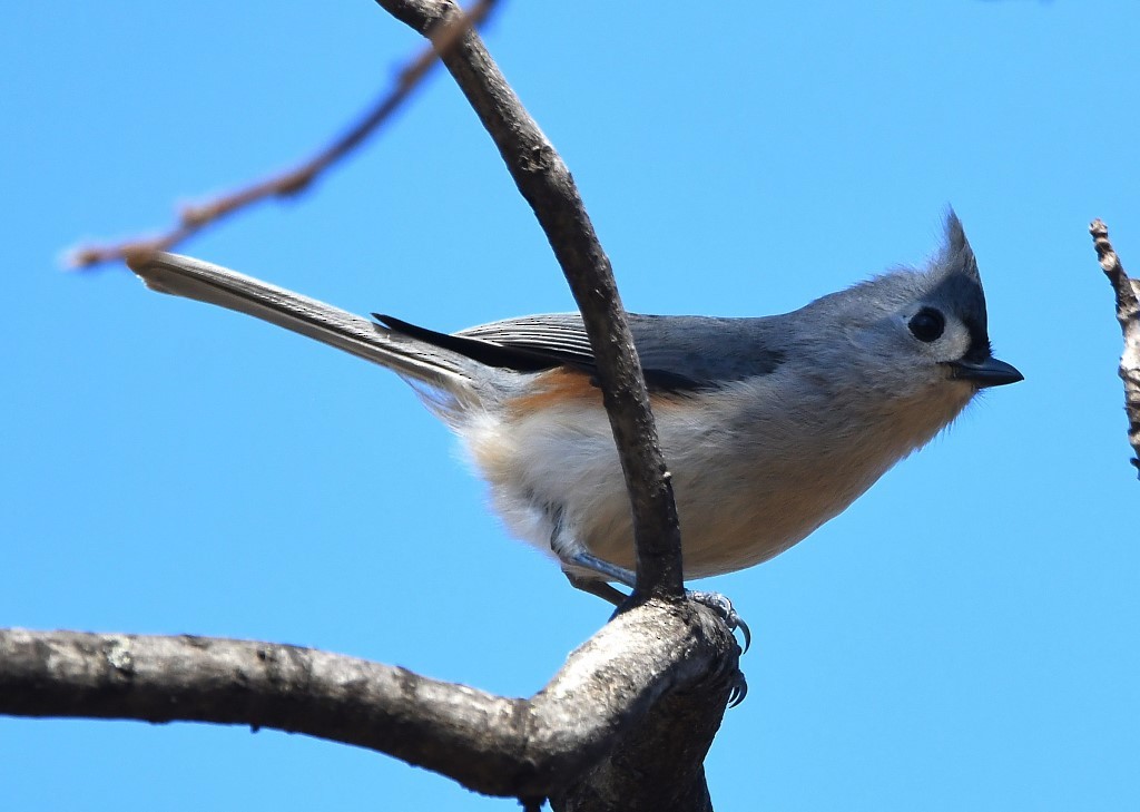 Tufted Titmouse - ML213304971