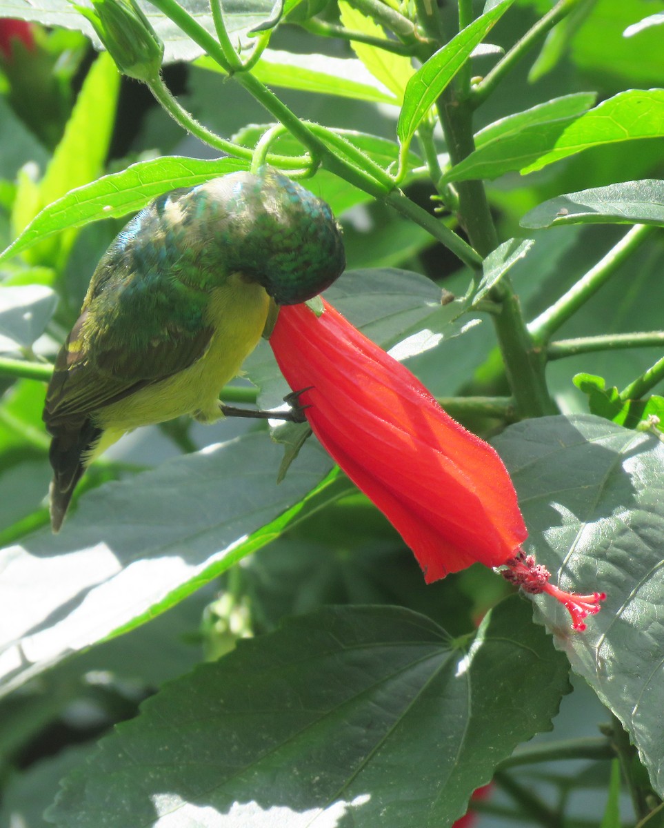 Nectariniidae sp. (sunbird sp.) - ML213306641