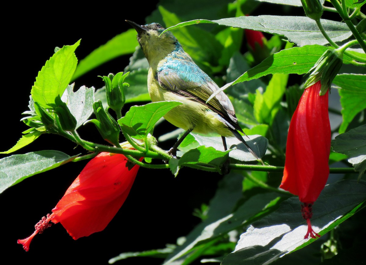 tanımsız nektarkuşu (Nectariniidae sp.) - ML213306651