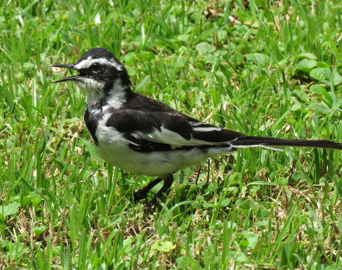 African Pied Wagtail - ML213306661