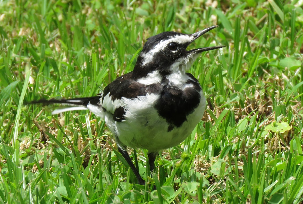 African Pied Wagtail - ML213306671