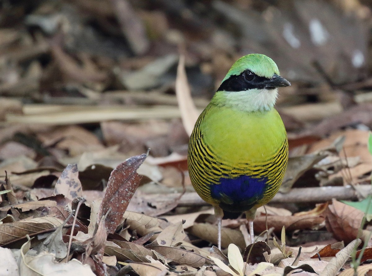 Bar-bellied Pitta - ML213309201