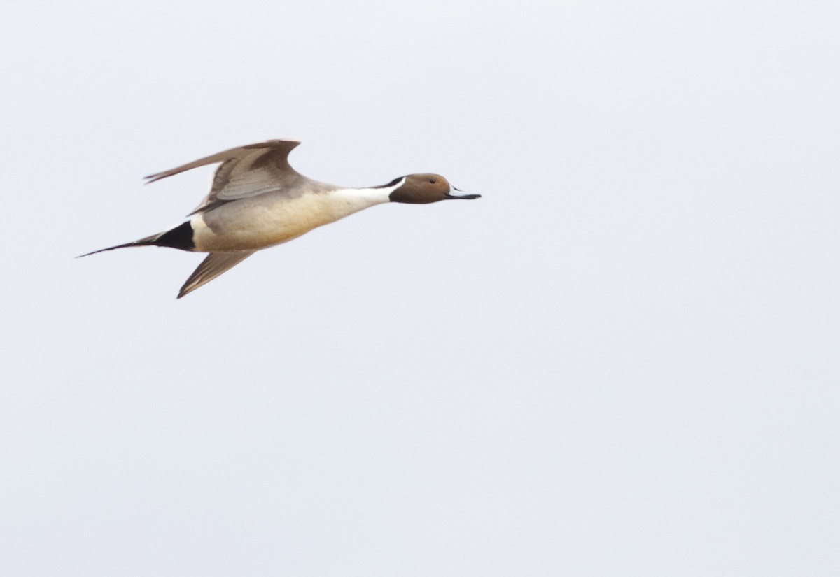 Northern Pintail - ML213310211