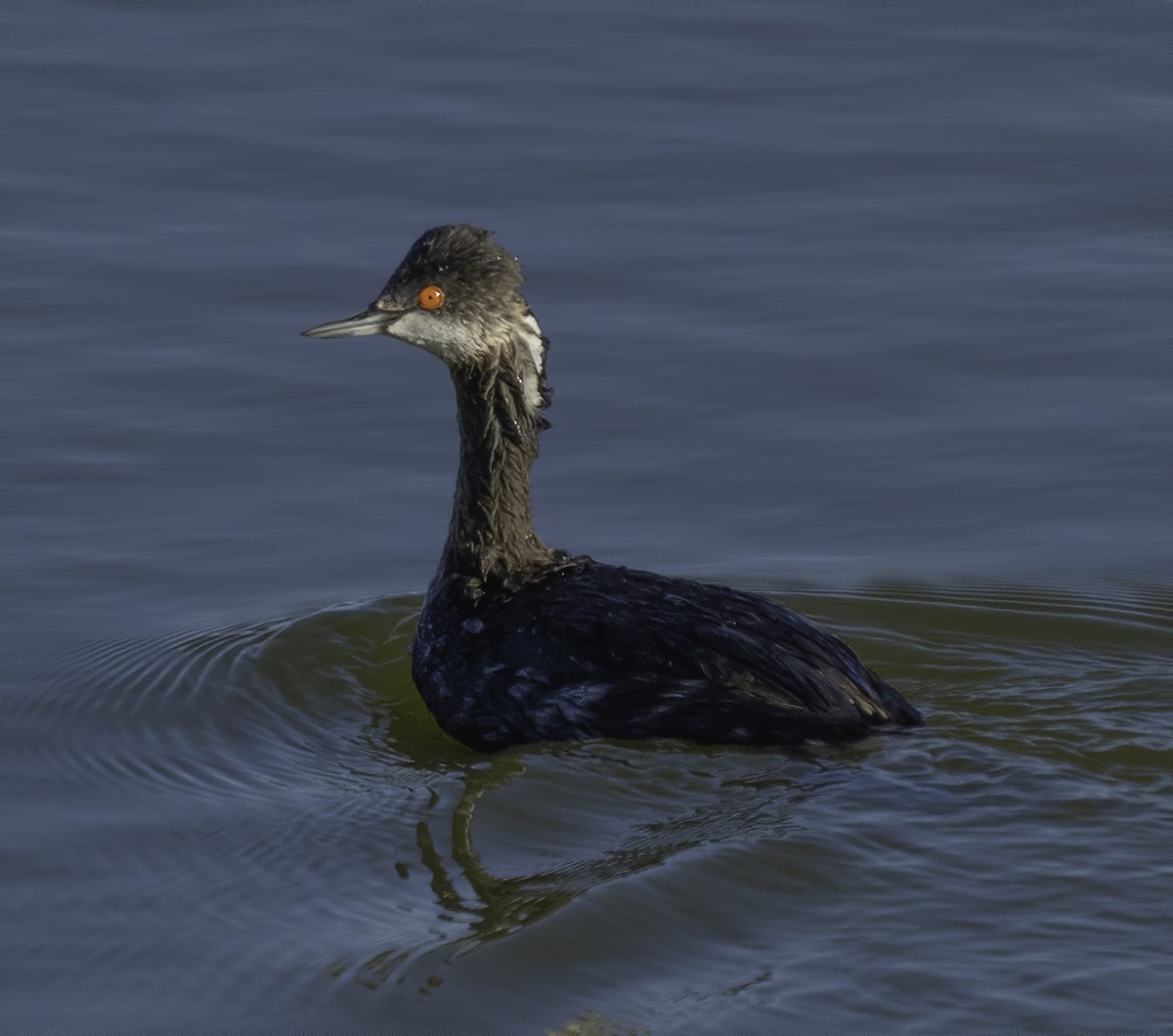 Eared Grebe - ML213311941