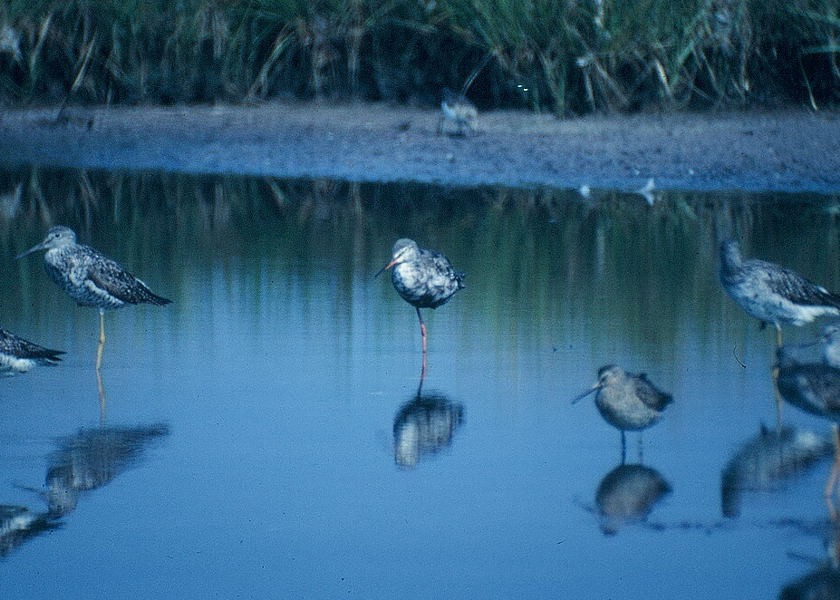 Spotted Redshank - ML213312541