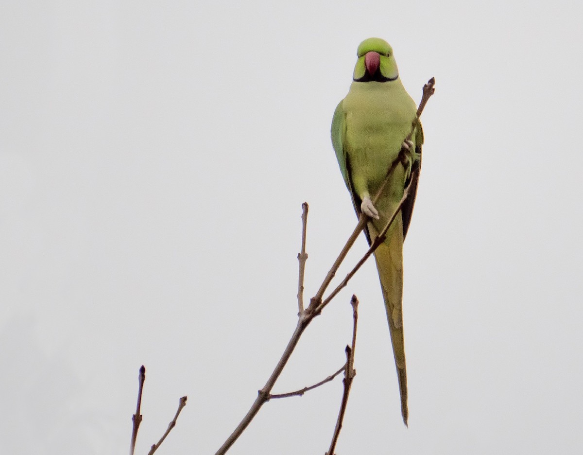 Rose-ringed Parakeet - ML213313131