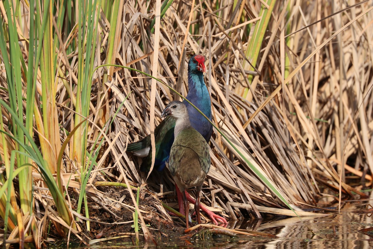 African Swamphen - ML213313481