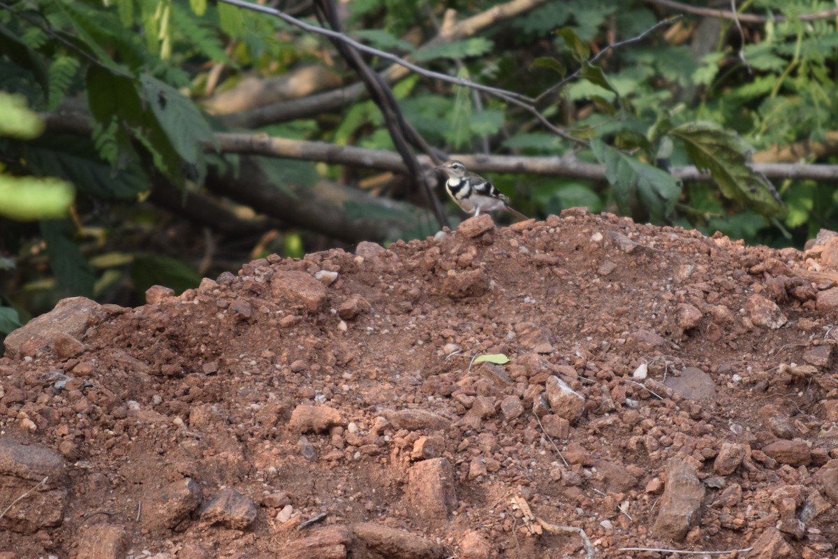 Forest Wagtail - ML213313961