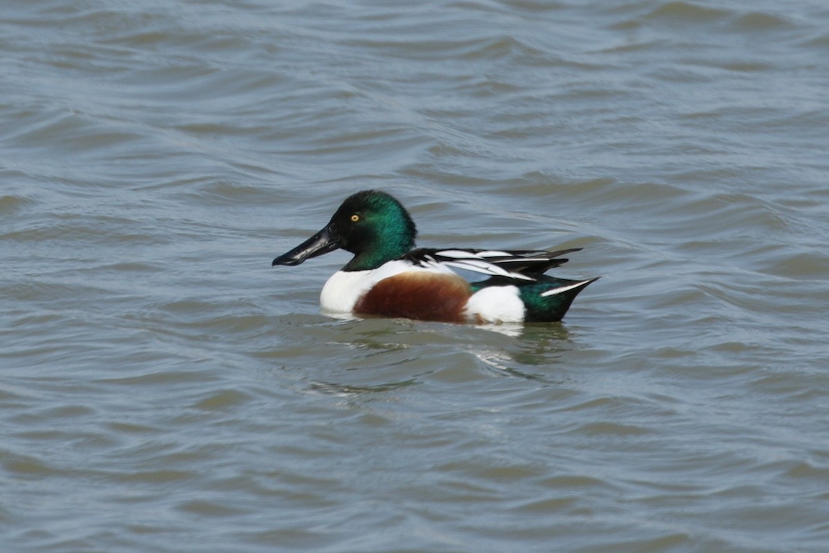 Northern Shoveler - Sandi Pensinger