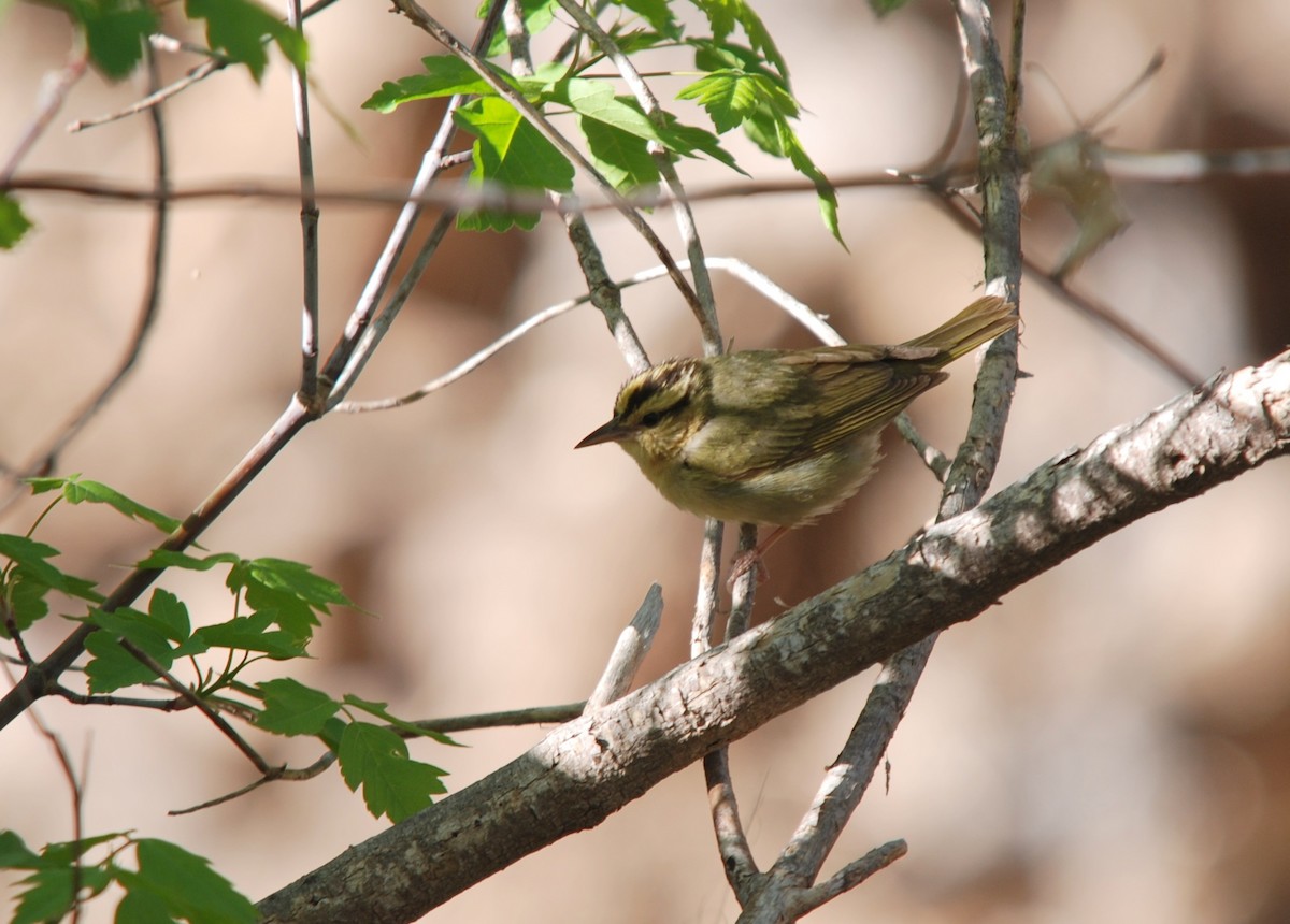 Worm-eating Warbler - ML213314471