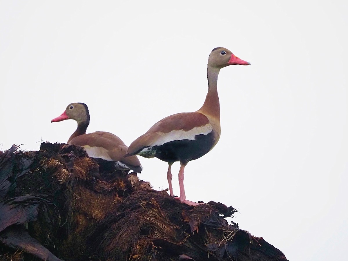 Black-bellied Whistling-Duck - ML213314991