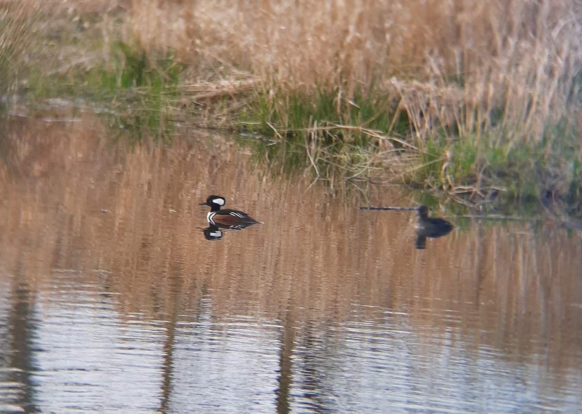 Hooded Merganser - ML213317021