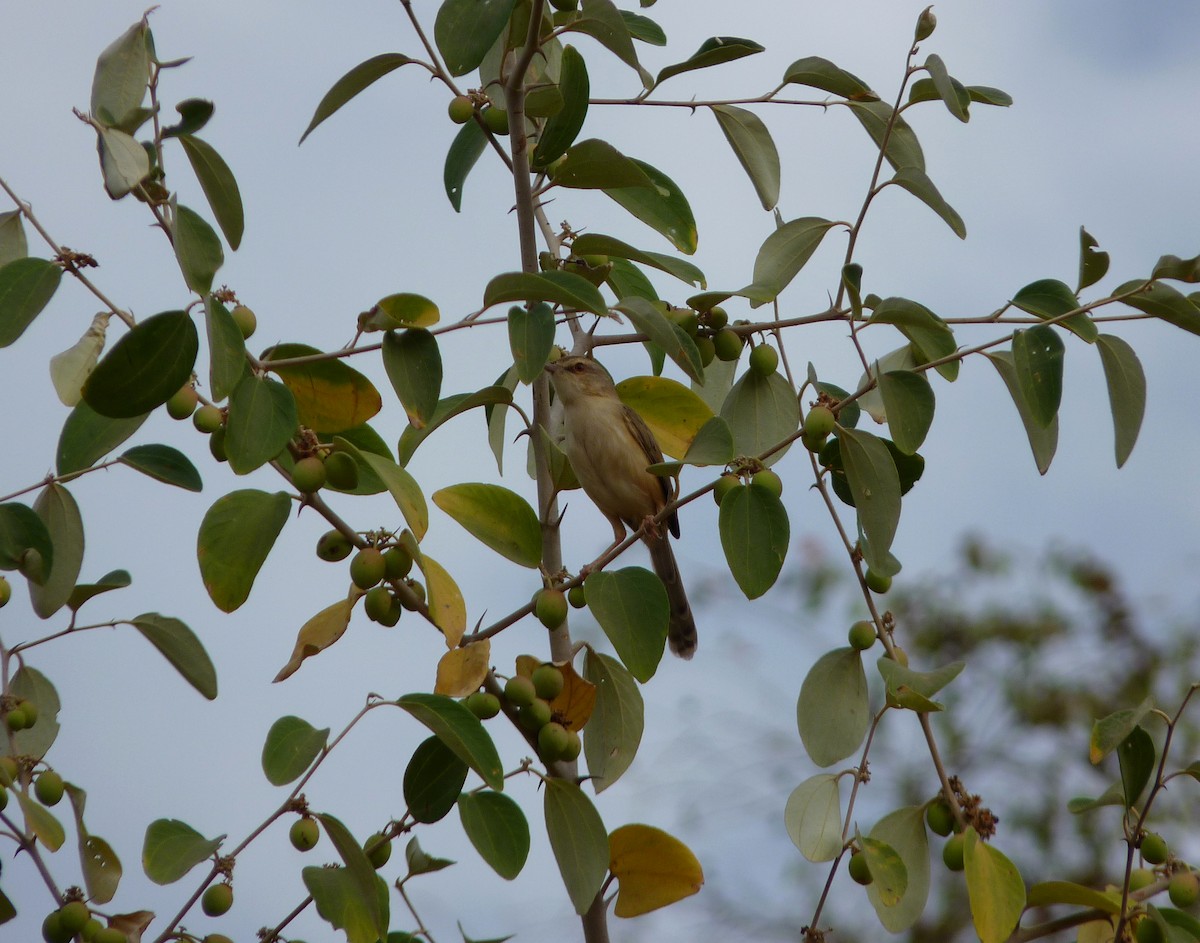 Prinia Modesta - ML213319011