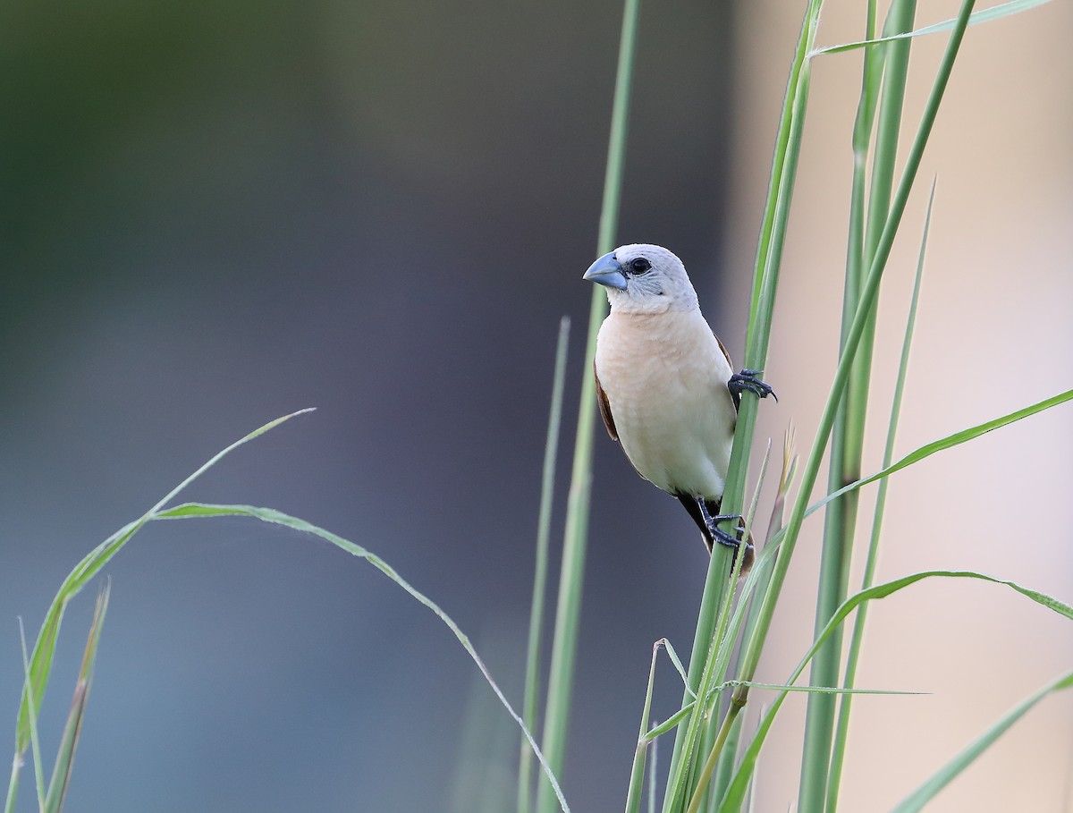 Yellow-rumped Munia - ML213319981