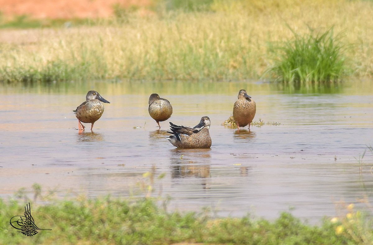 Northern Shoveler - ML213321341