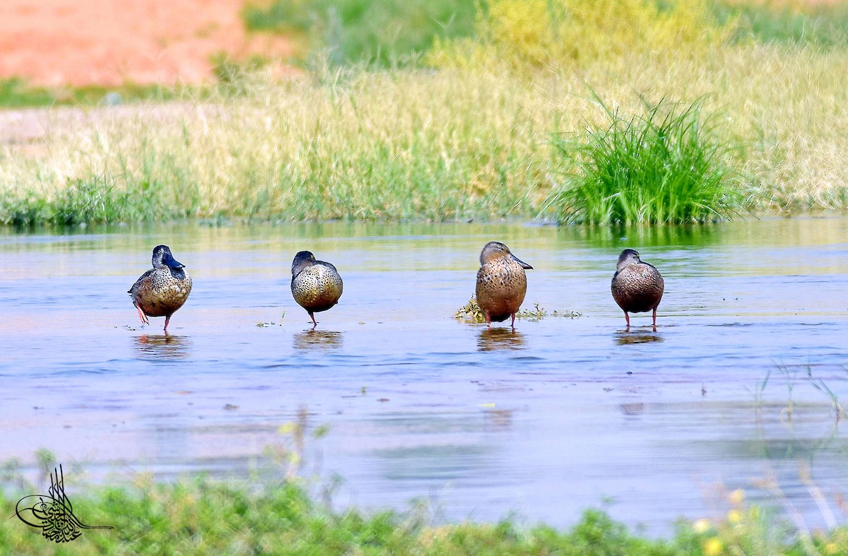 Northern Shoveler - ML213321361