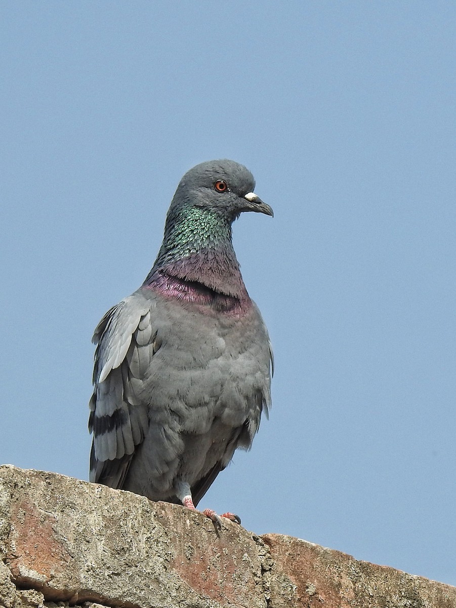 Rock Pigeon (Feral Pigeon) - ML213321501