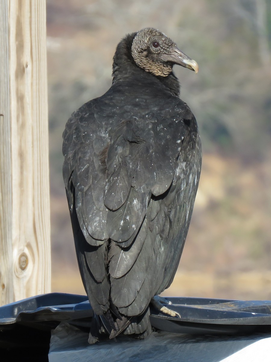 Black Vulture - ML213321821