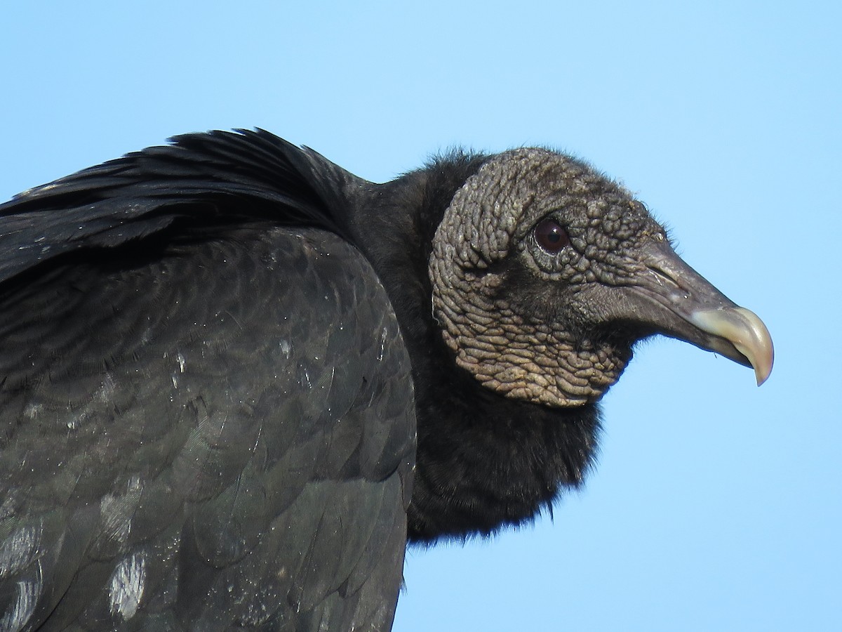 Black Vulture - Tim Carney